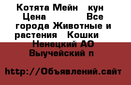 Котята Мейн - кун › Цена ­ 19 000 - Все города Животные и растения » Кошки   . Ненецкий АО,Выучейский п.